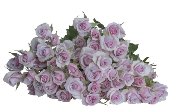 Spray Rose - Leila