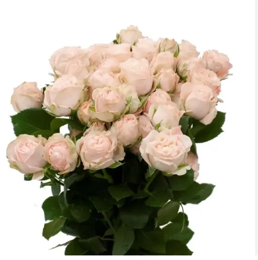 Garden Spray Rose - Bombastic